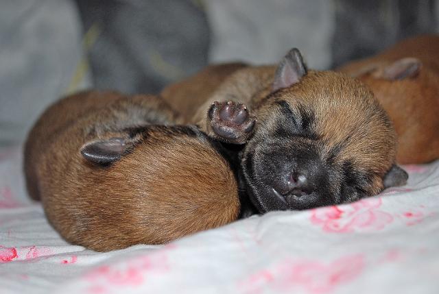 Fynn als Welpe 008.jpg